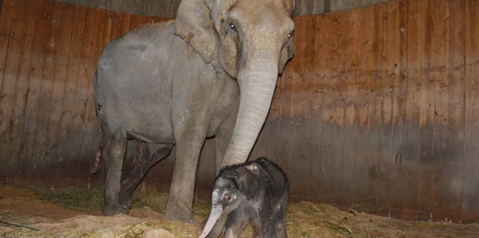 Imagen de la cría de elefante asiático nacida en el Zoo Aquarium de Madrid