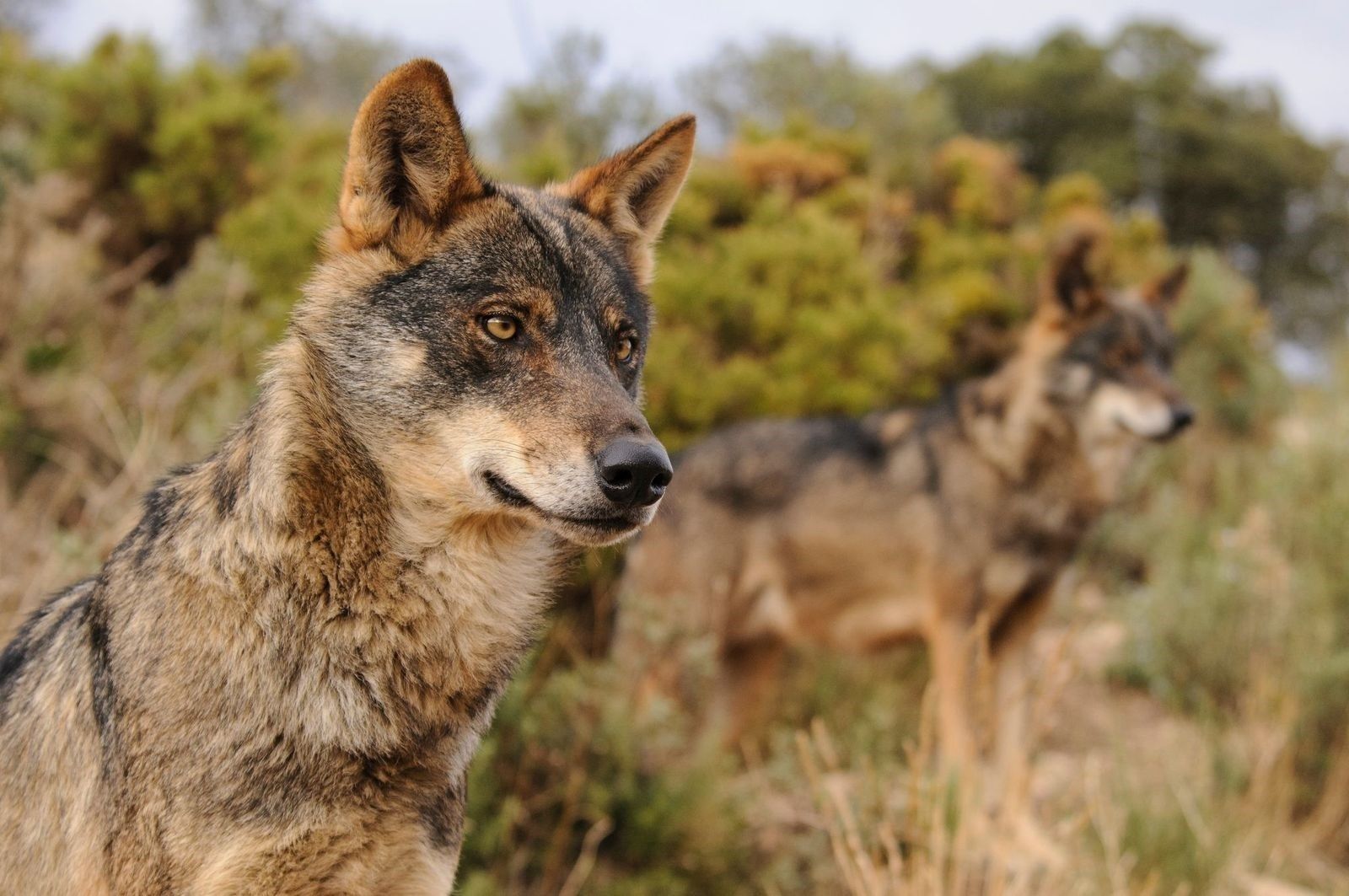 Ejemplar de lobo ibérico