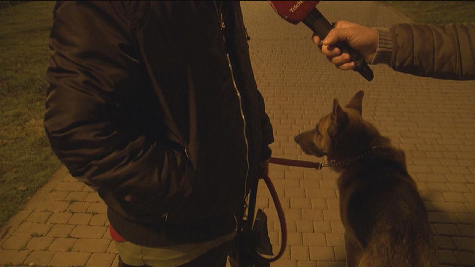 Heridas 7 menores en Leganés tras ser atacadas por dos perros