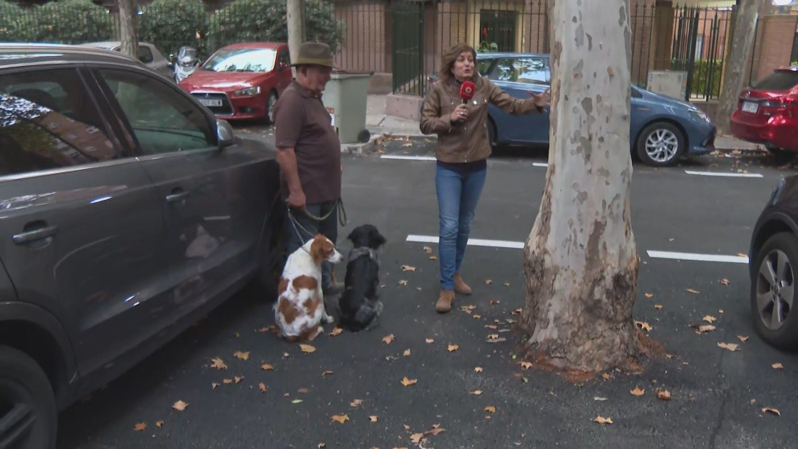 Árboles 'asfaltados' en Alameda de Osuna