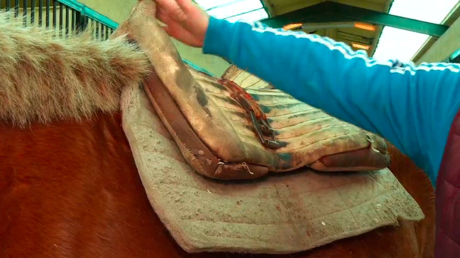 Caballo picador
