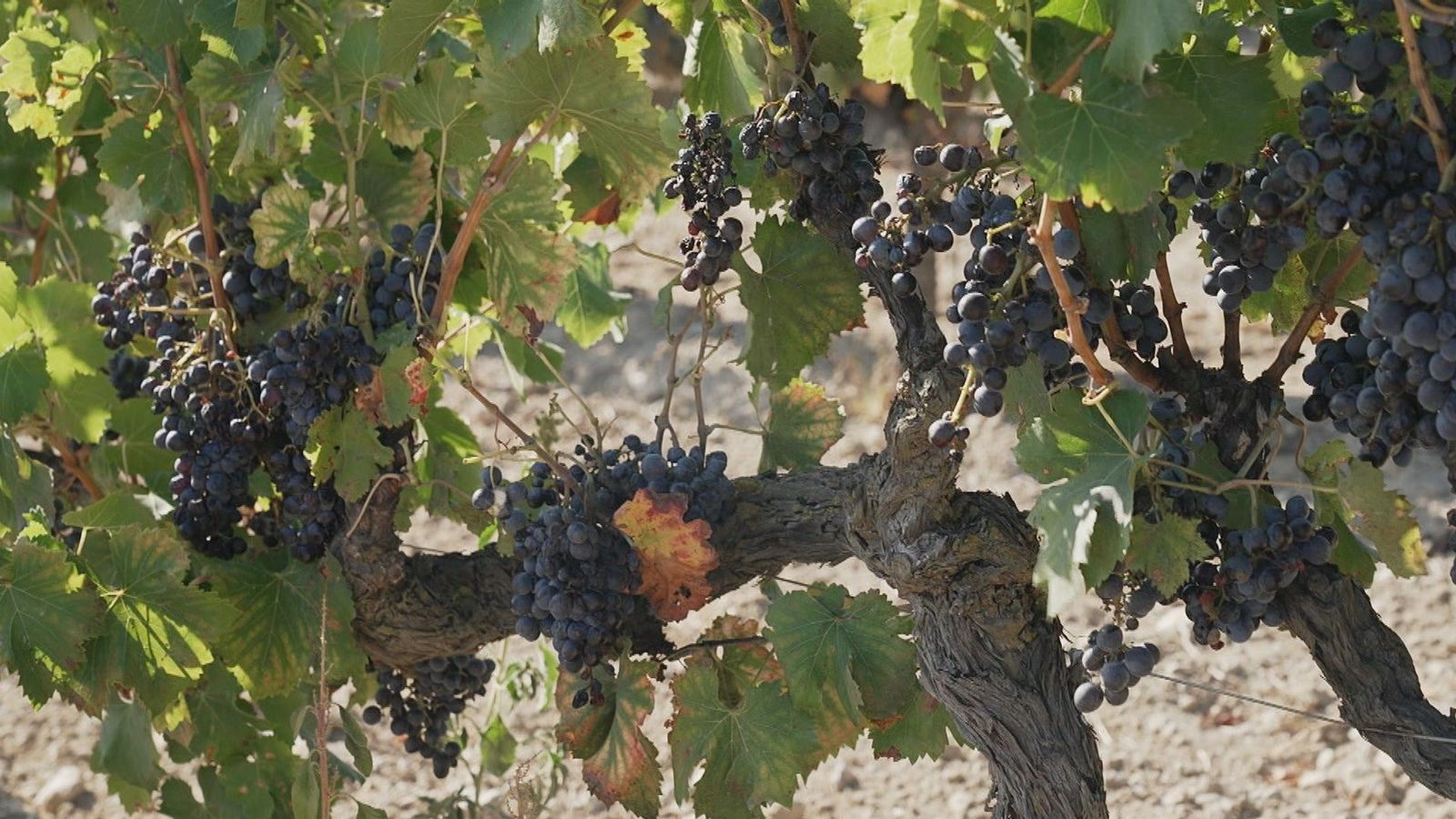 Château L'Hospitalet de Narbona: viñedo, hotel de 5 estrellas, restaurante gourmet y bodega