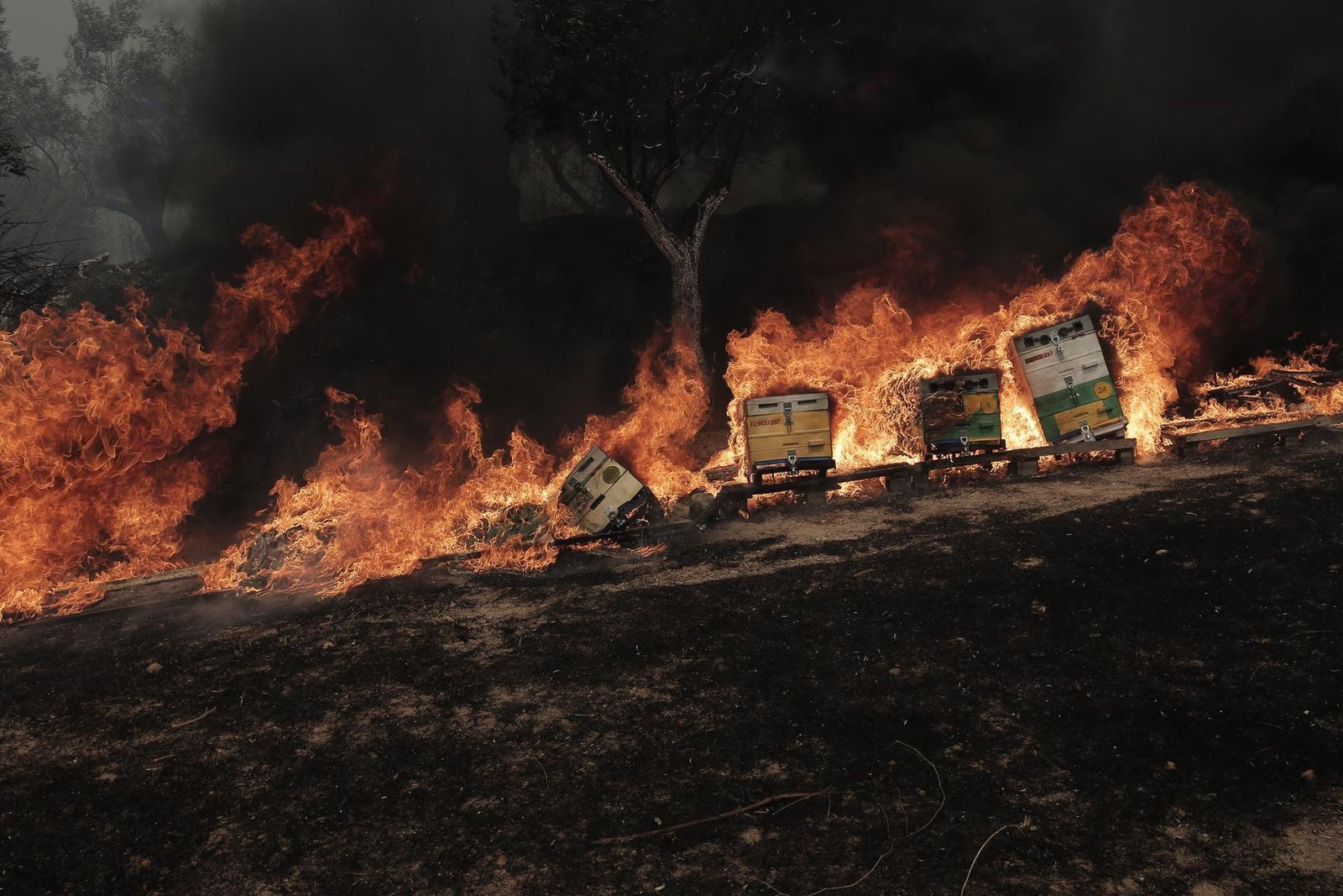 Las llamas arrasan una zona forestal en Grecia