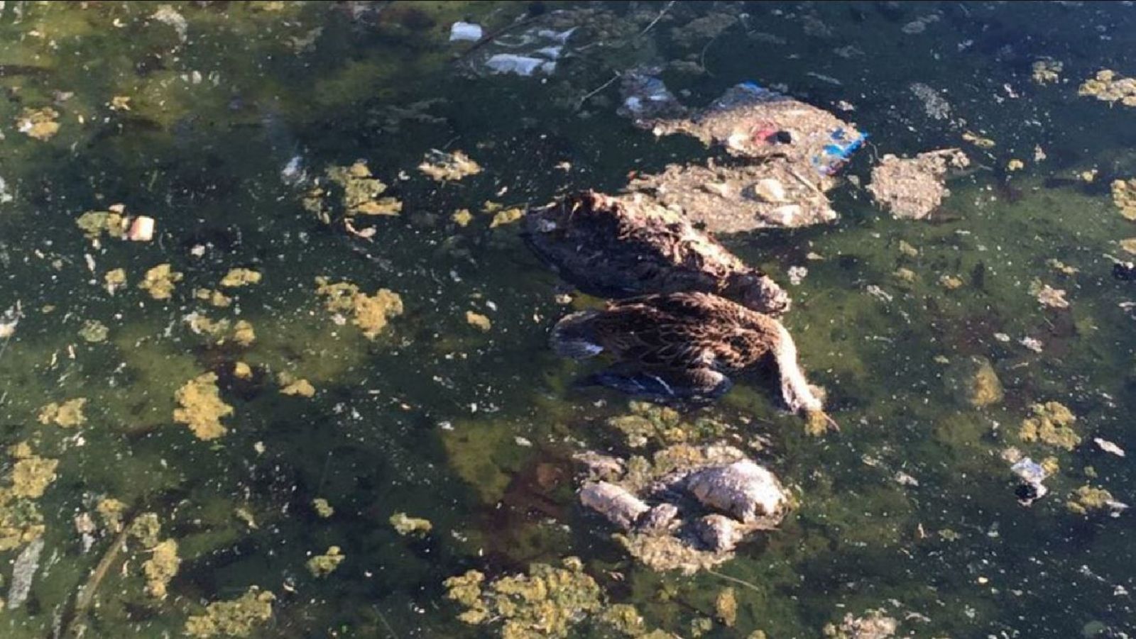 Patos muertos