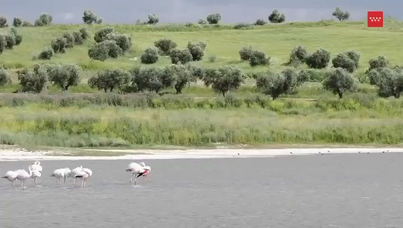 Medio centenar de flamencos eligen el sureste de la región para descansar