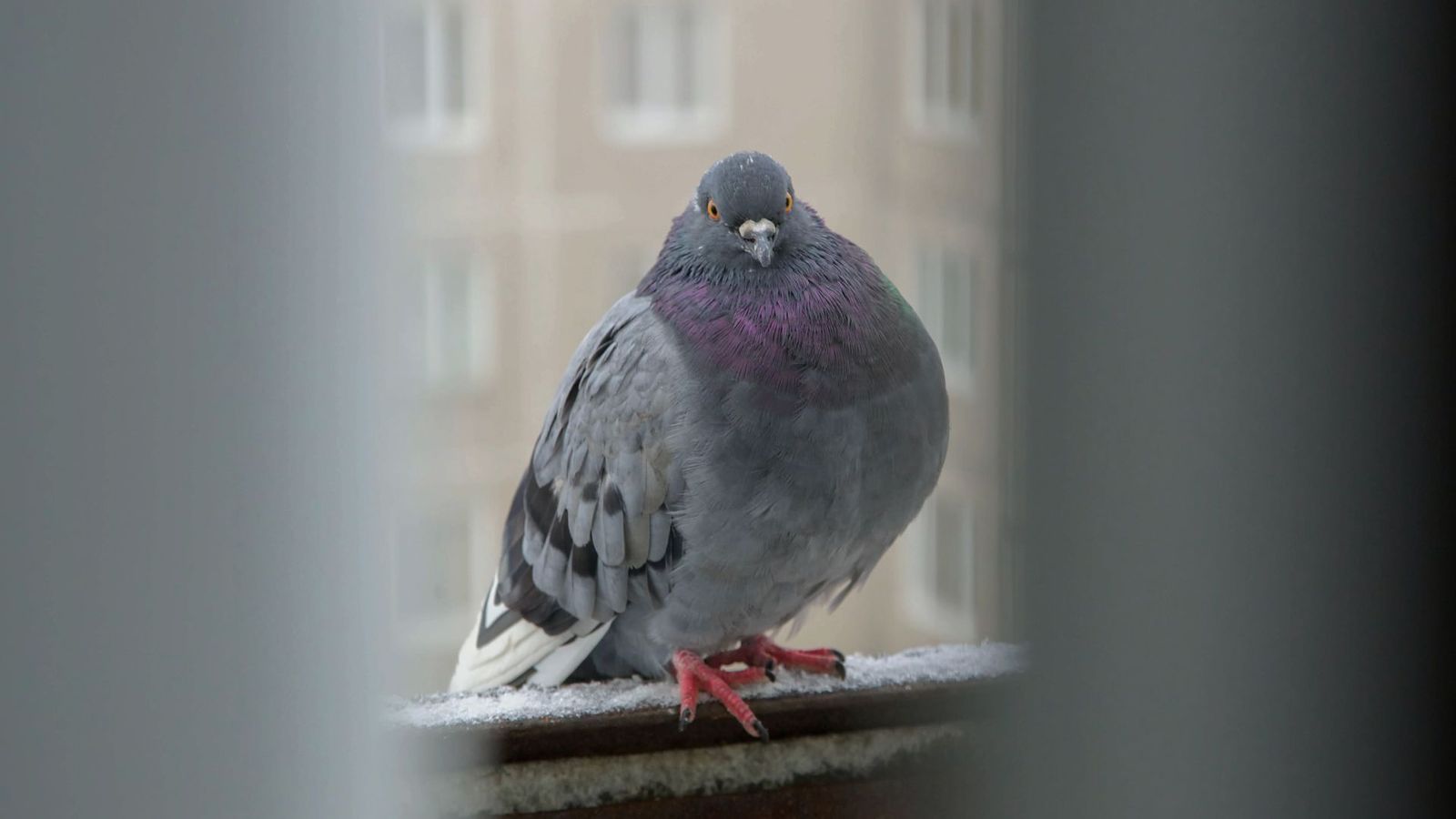Los vecinos de Delicias, en pie de guerra contra una plaga de palomas