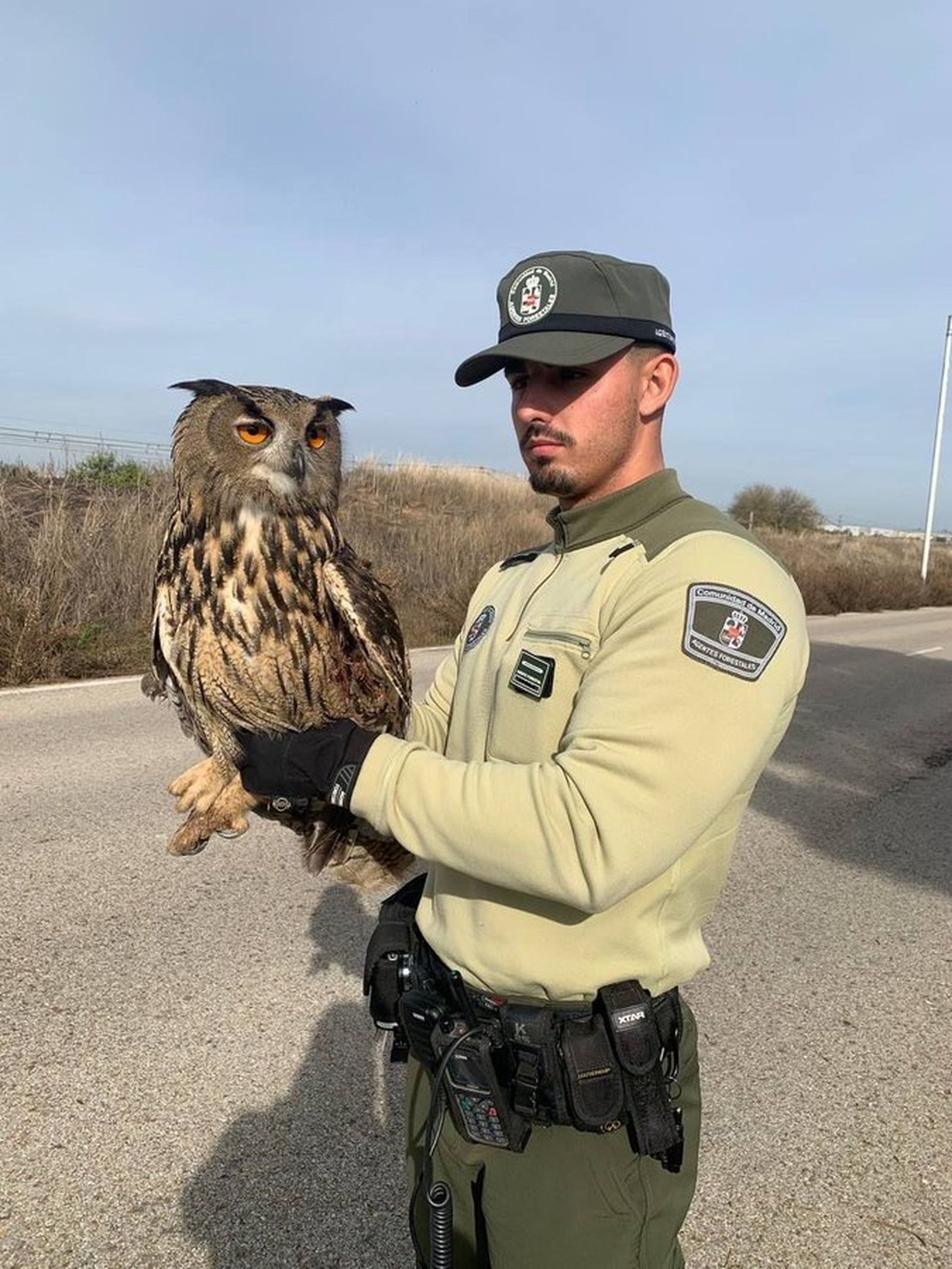 Agente forestal con un búho real en Alcalá de Henares