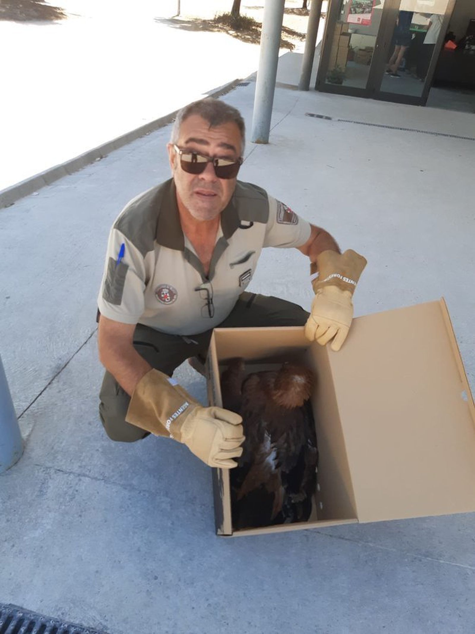 Un agente medioambiental con el ave en una caja para su traslado