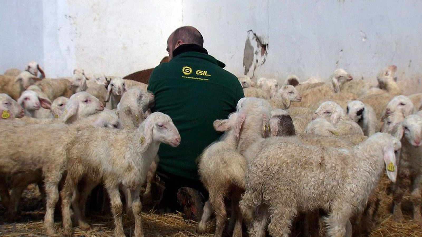 Los ganaderos de Torremocha del Jarama también sufren la crisis del coronavirus