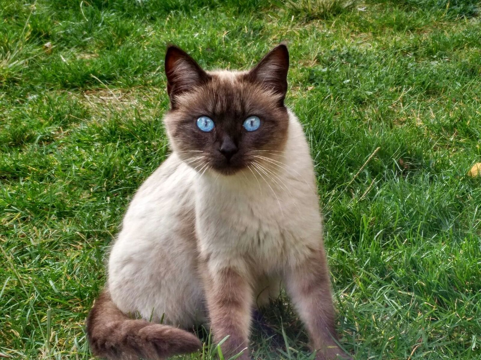 Galería de gatos