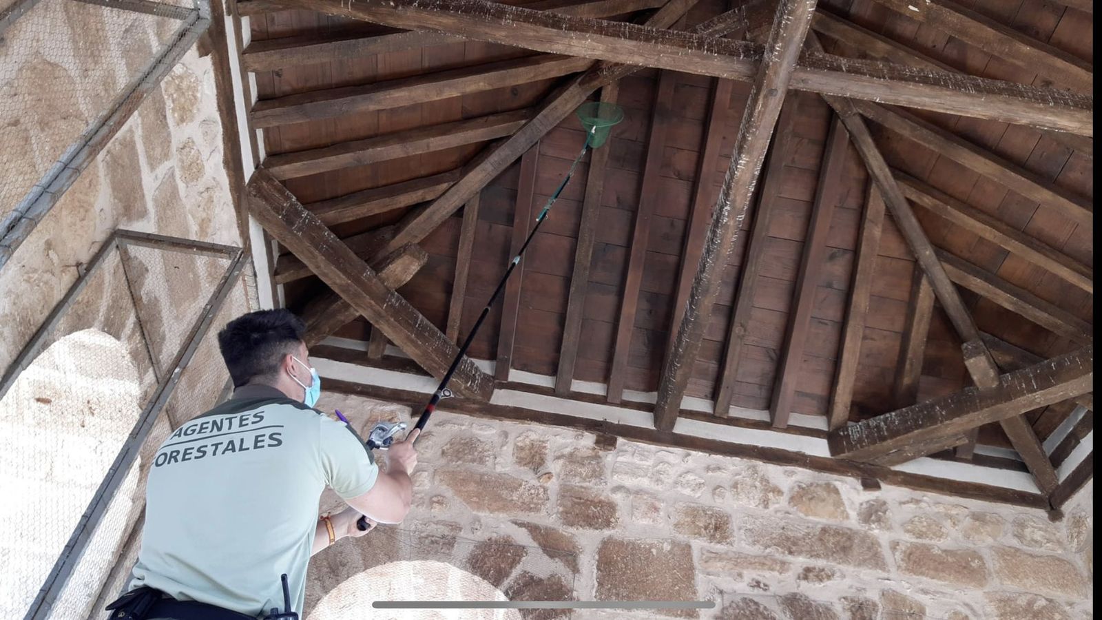 Agentes forestales liberan los pájaros