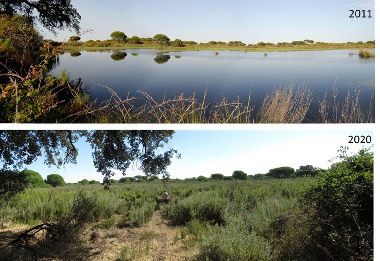 Doñana, en estado crítico por la sequía, el aumento de los cultivos y las urbanizaciones cercanas