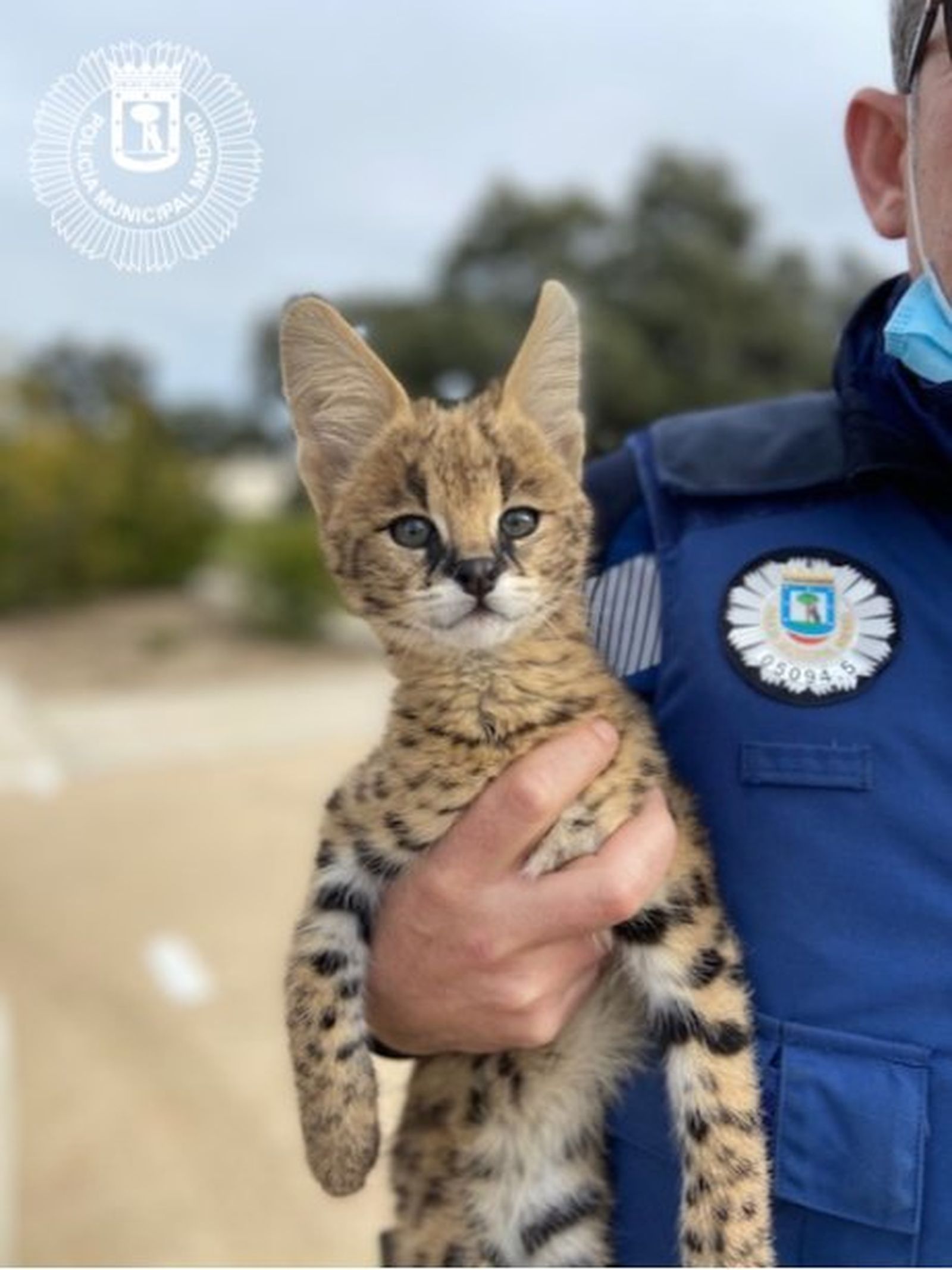 El serval africano, en brazos de uno de los policías municipales
