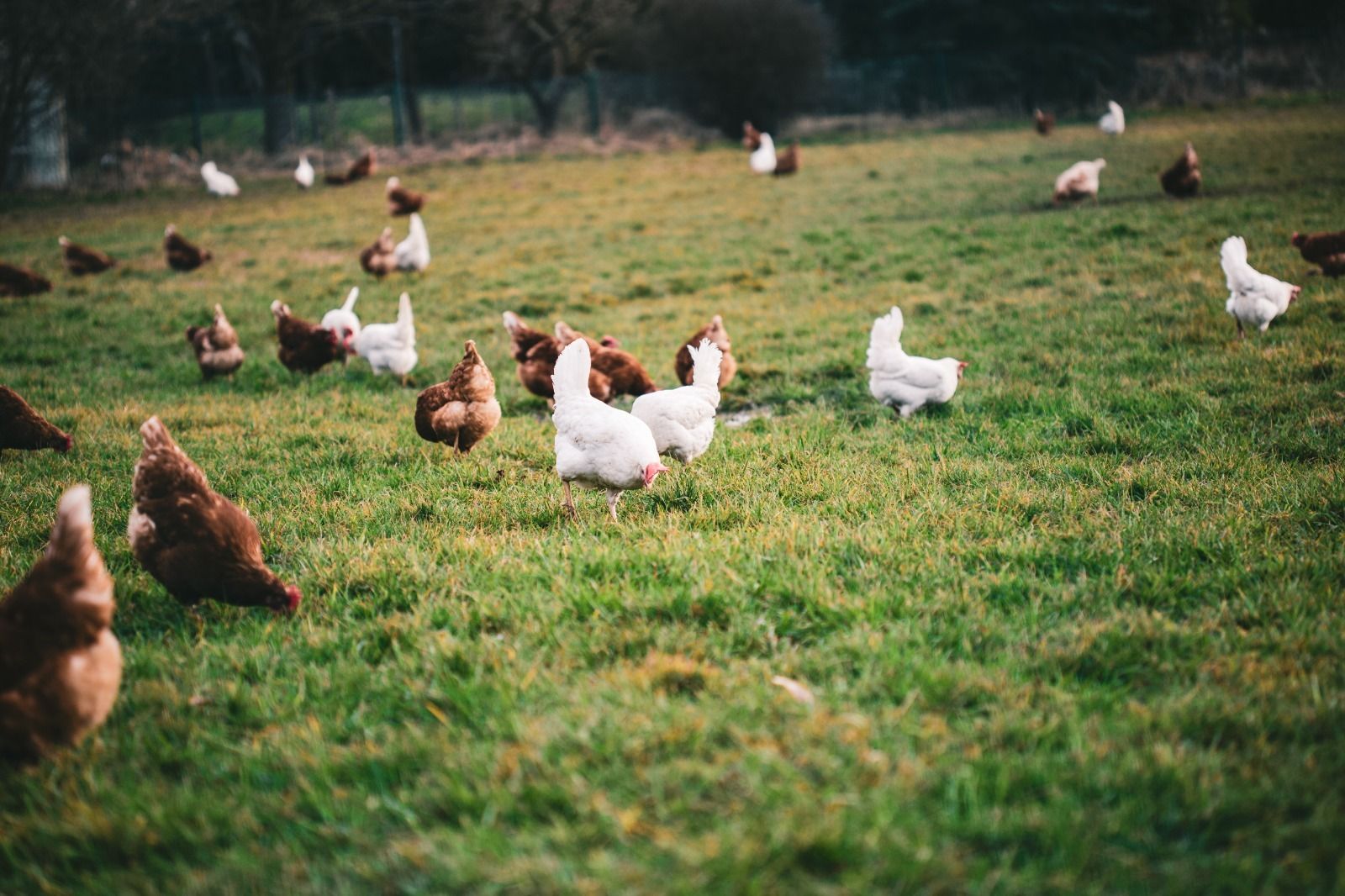 Gallinas
