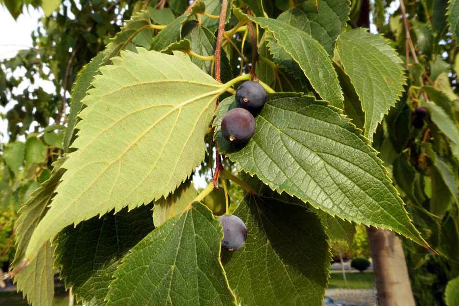 Hojas de almez (Cetis australis)