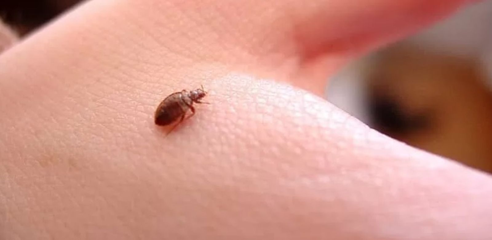 La plaga de chinches llega a España: claves para prevenirlas y detectarlas