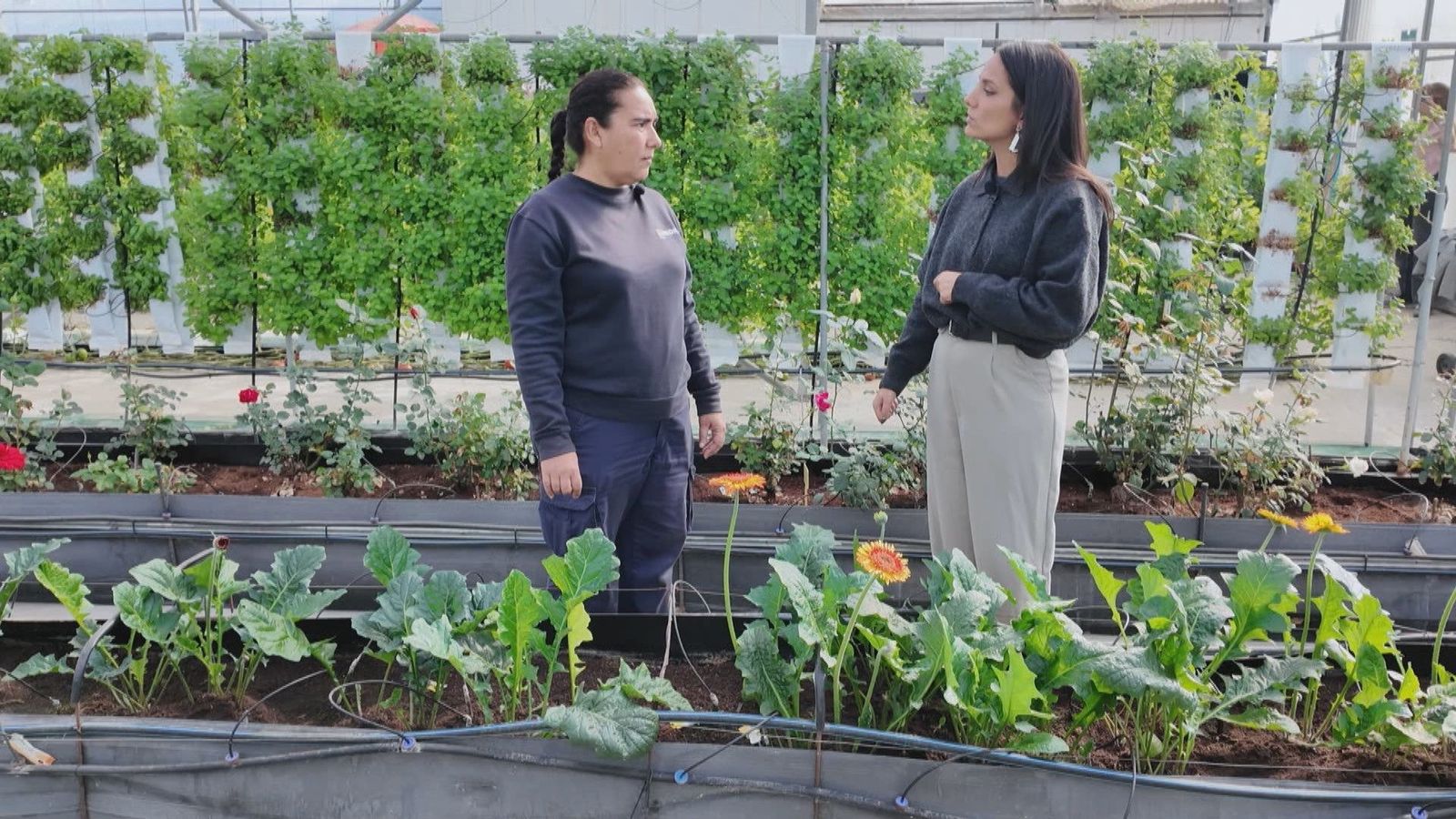 Plantas sin suelo: descubre el cultivo hidropónico en Arganda del Rey