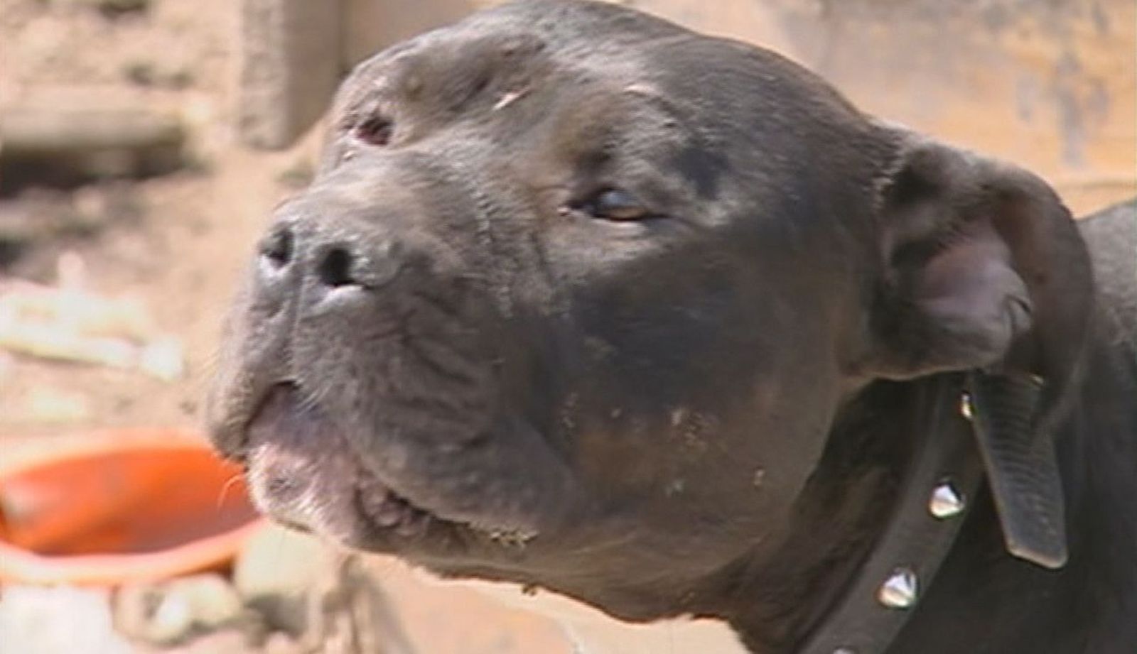 Segundo caso de víctima mortal por ataque de perro en Madrid en lo que va de año