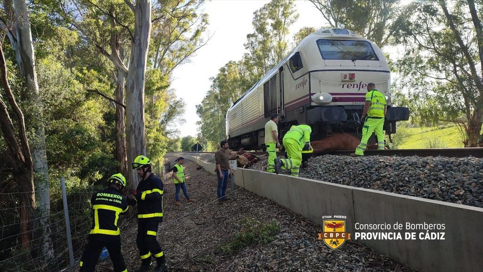 Labores de retirada de las reses muertas bajo la máquina del tren