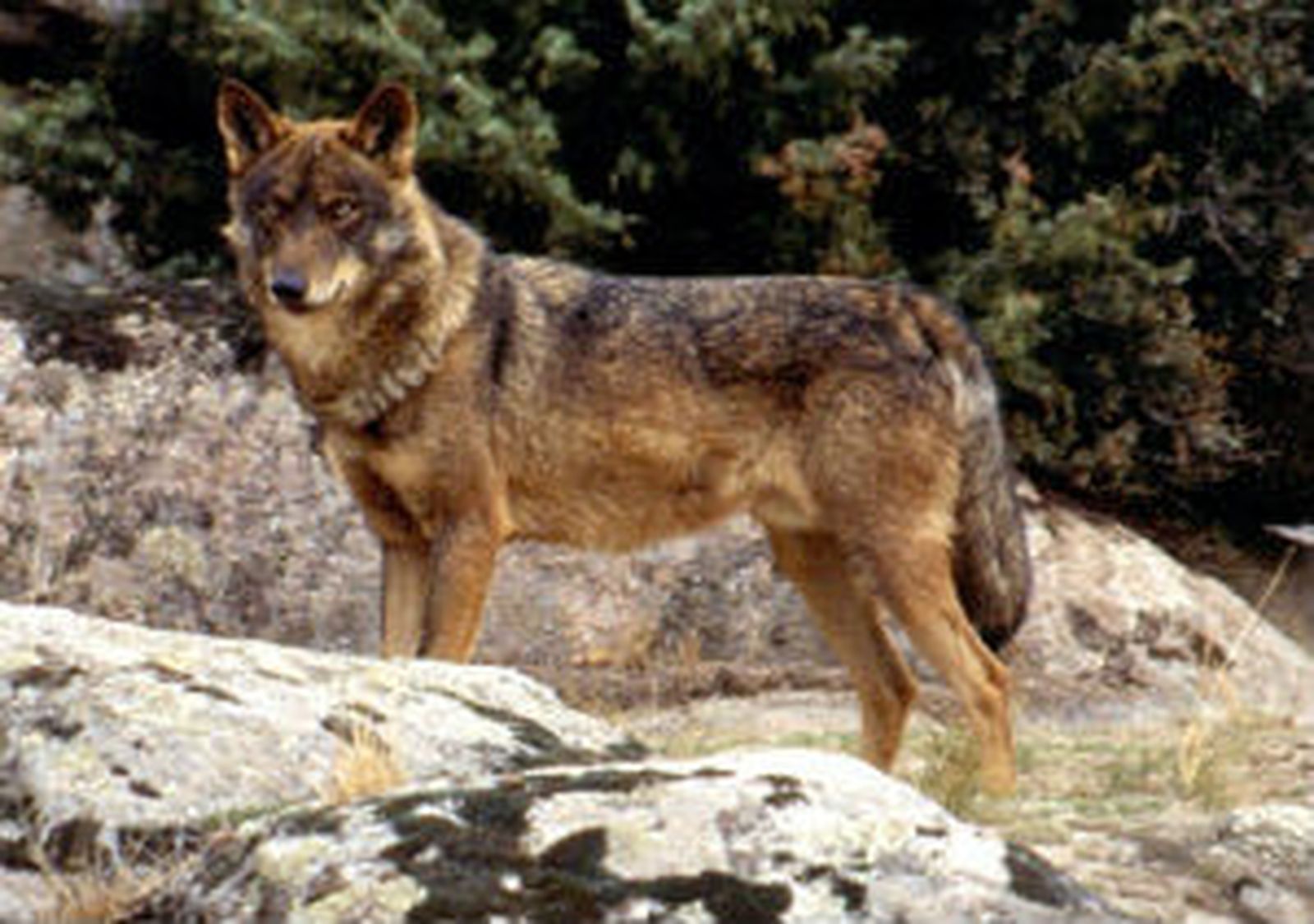 Una familia de lobos vive ya en el Parque Nacional del Guadarrama