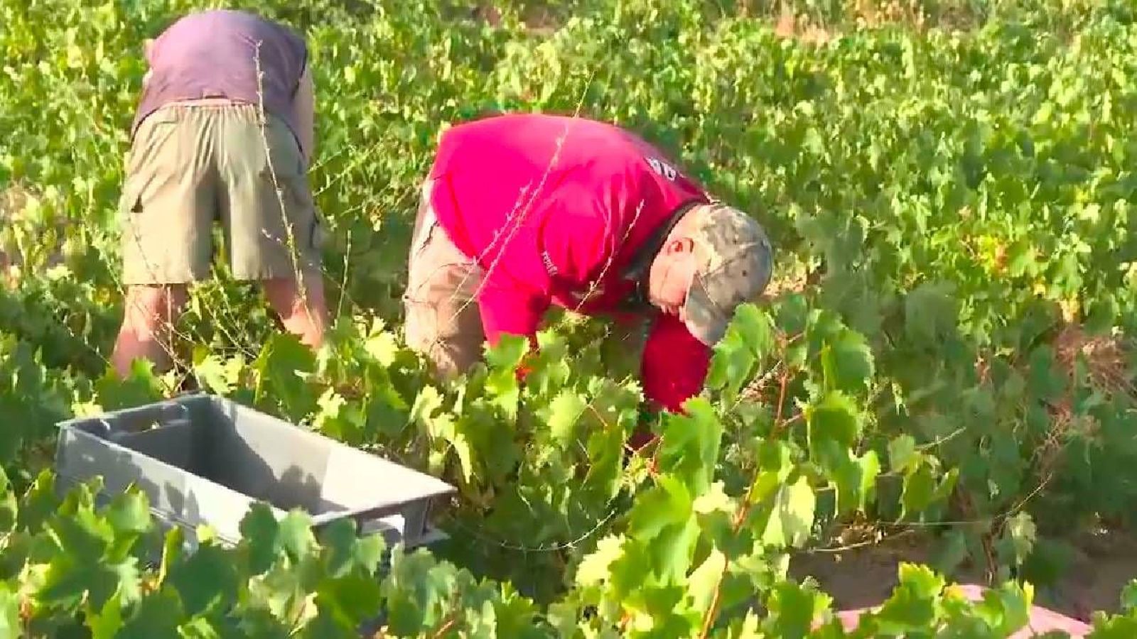 Arranca la vendimia de la blanco albillo real en San Martín de Valdeiglesias