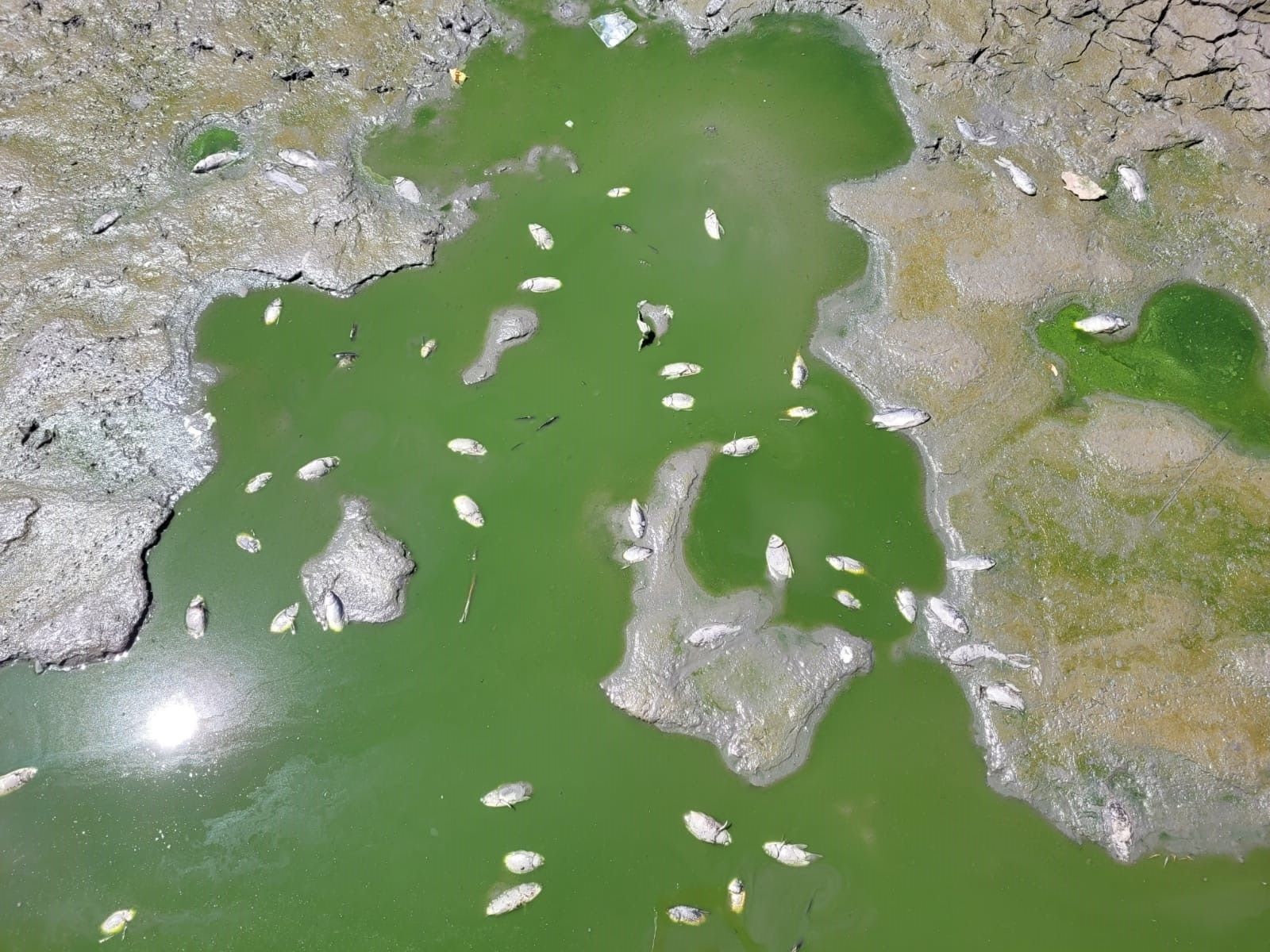 Peces muertos  en una de las láminas de agua de la ría del parque de Sanchinarro