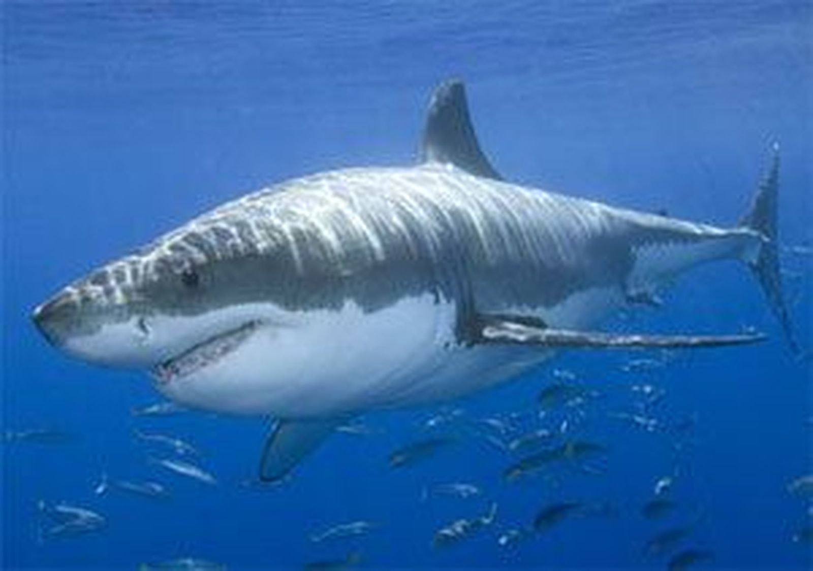 Tiburones: de depredadores a víctimas