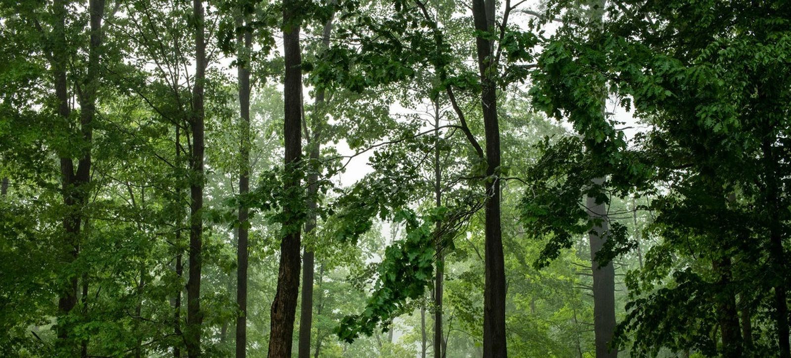 Bosque