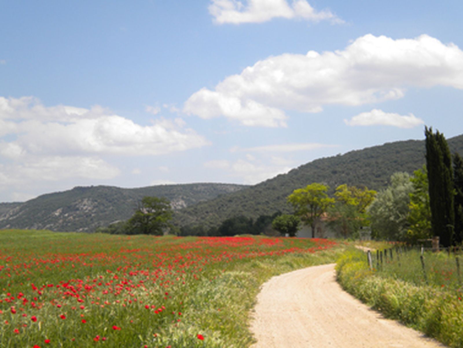 Campos de Pezuela de las Torres