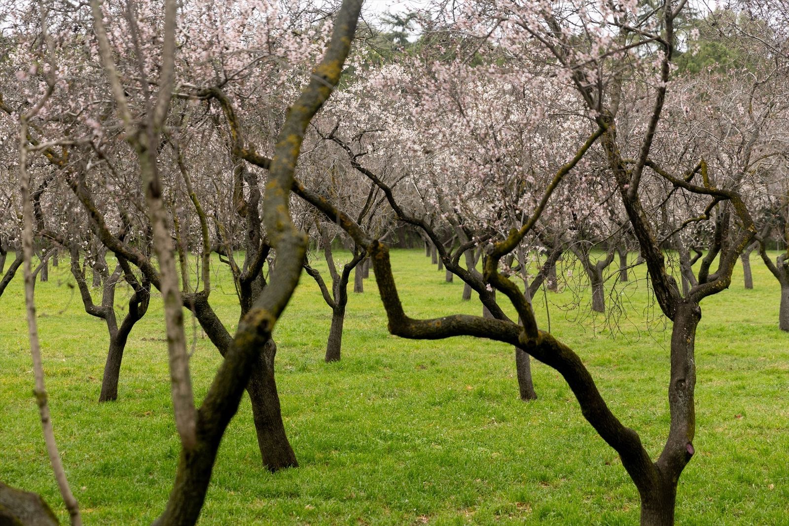 Almendros en flor, en el Parque de la Quinta de los Molinos