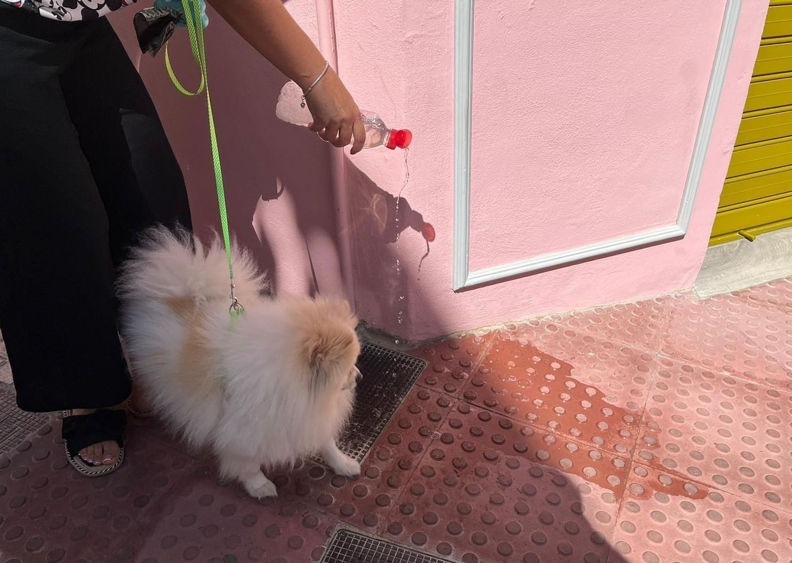 Alcalá multará a los dueños de mascotas que no limpien los orines