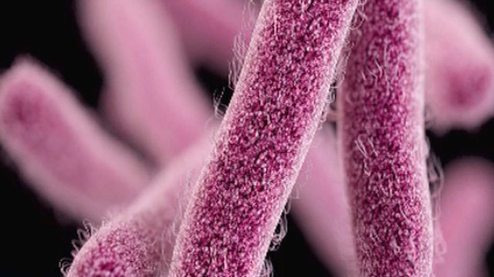 Descubren en EE.UU. la primera bacteria resistente a todos los antibióticos