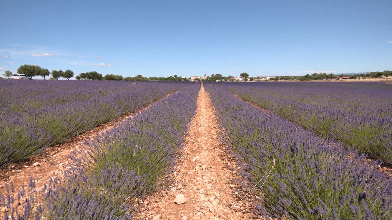 Campos de lavanda