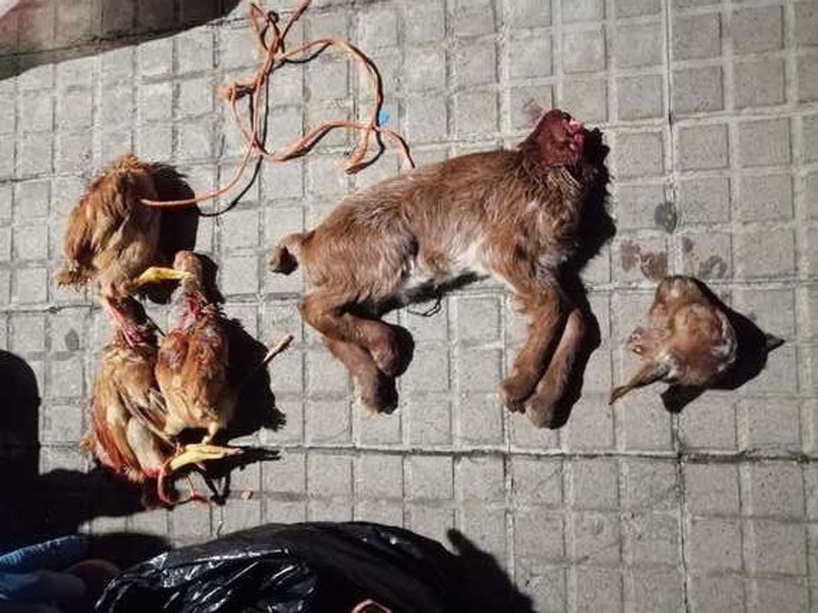 Algunos de los animales muertos en rituales de santería
