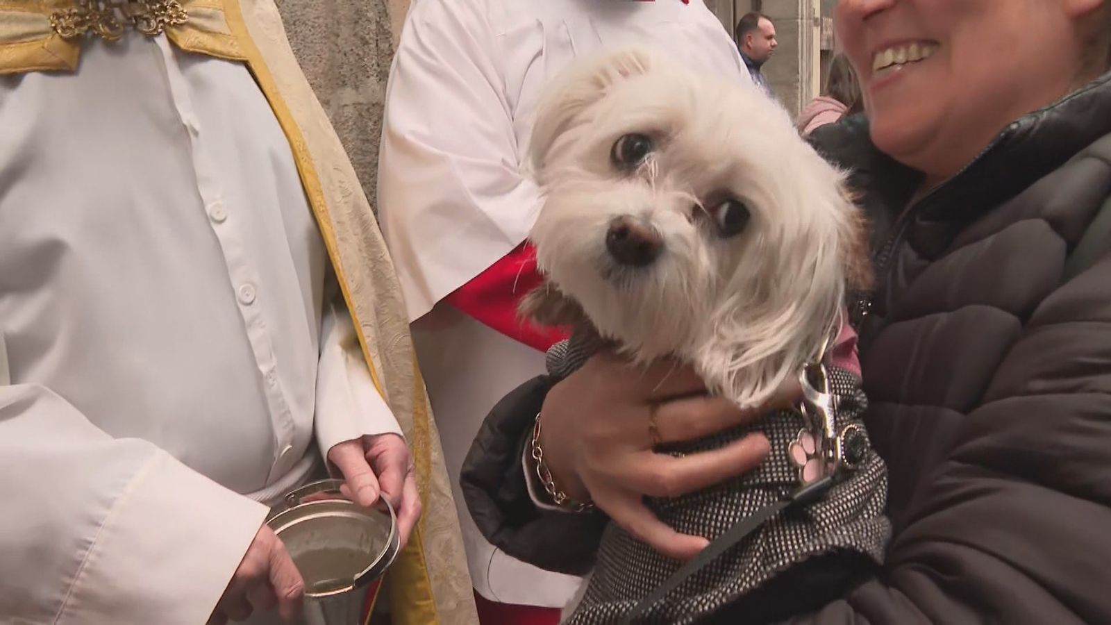 Bendición de animales en San Antón