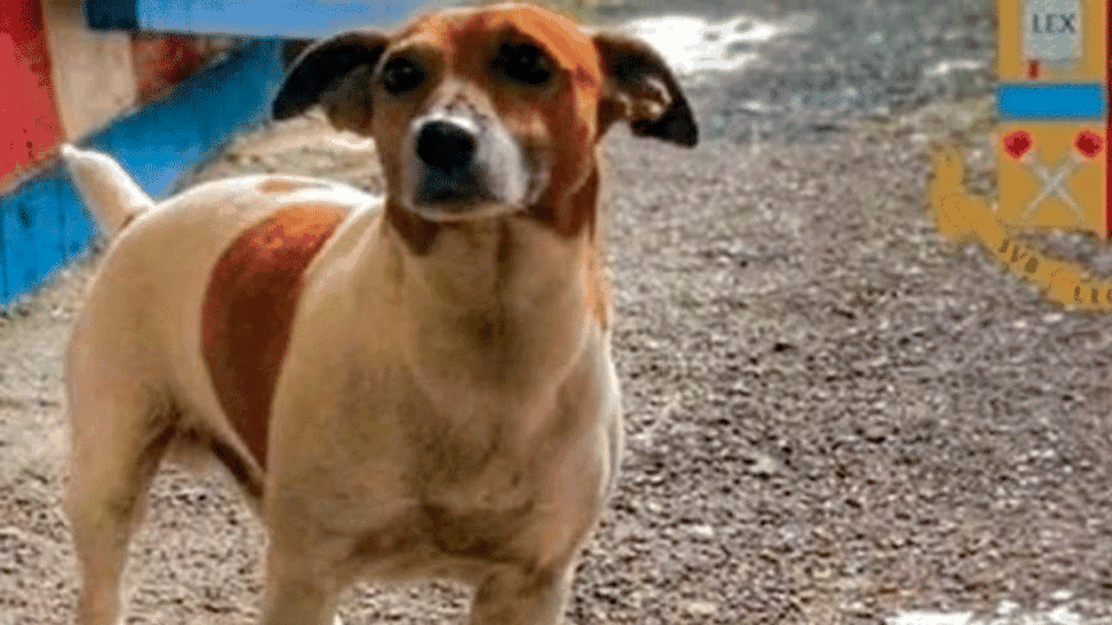 El perro Pocho, el terror de la mafia italiana