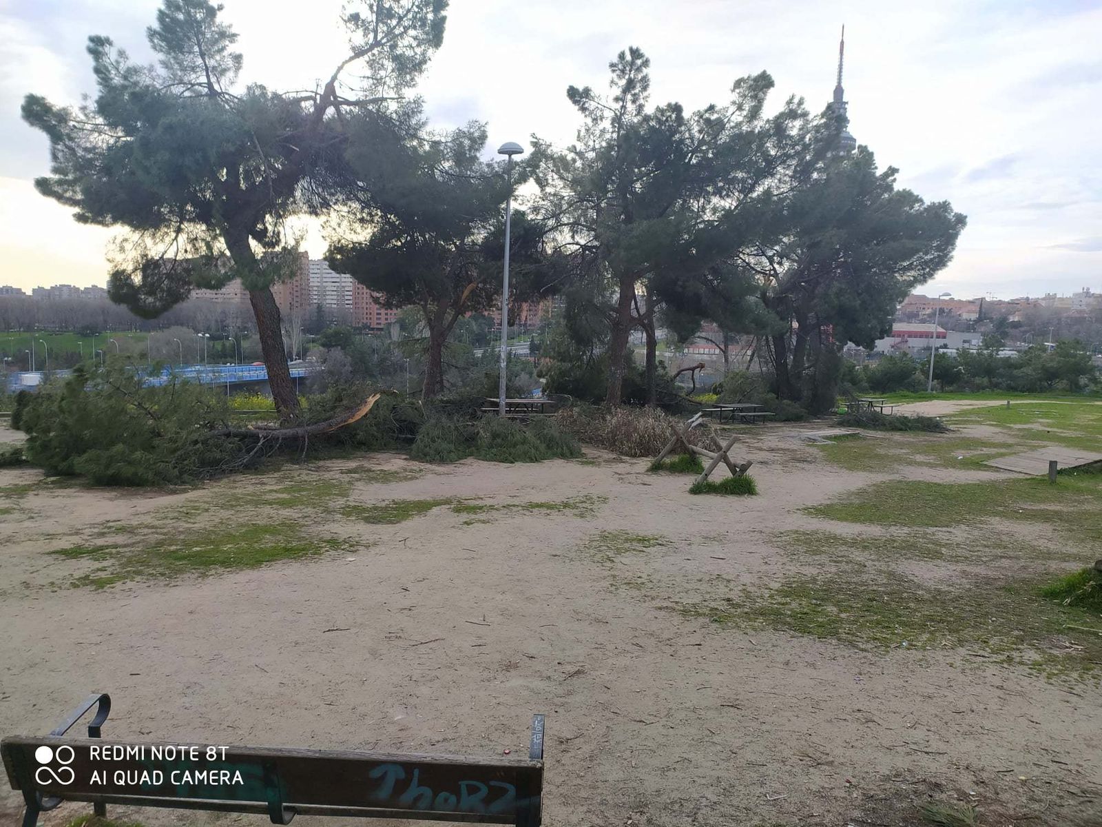 El Pinar de la Elipa dos meses después del paso de Filomena