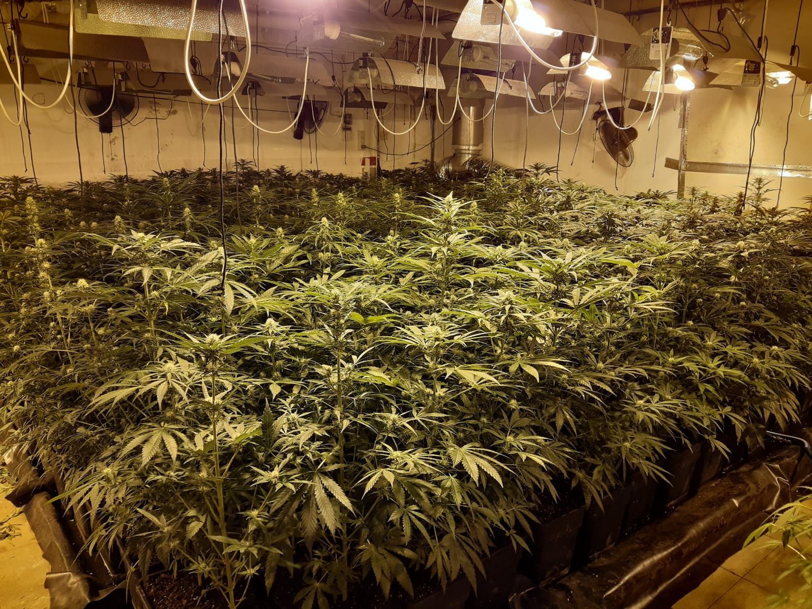 Plantación de marihuana