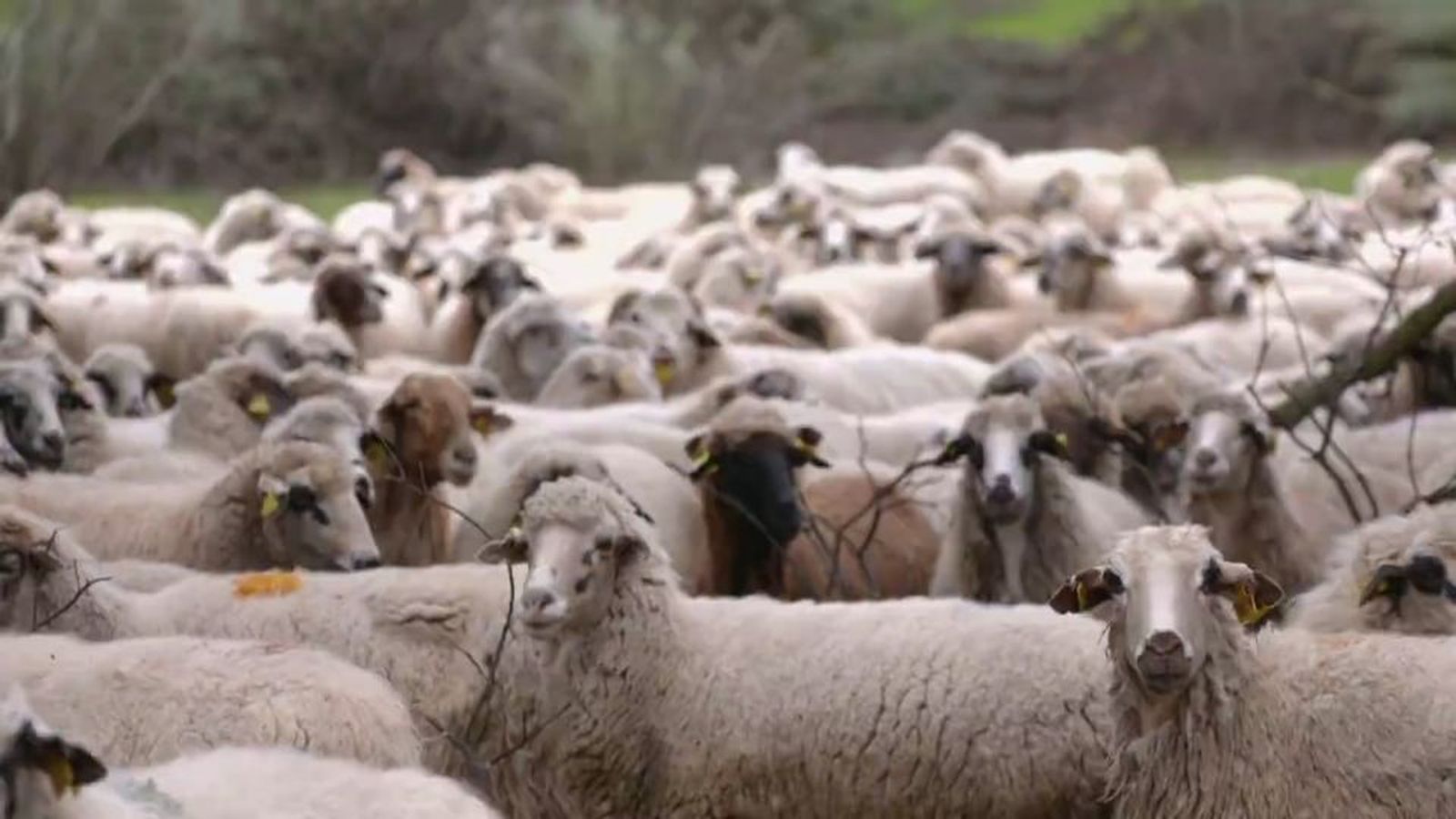 Las ovejas colmenareñas, una especie en peligro de extinción