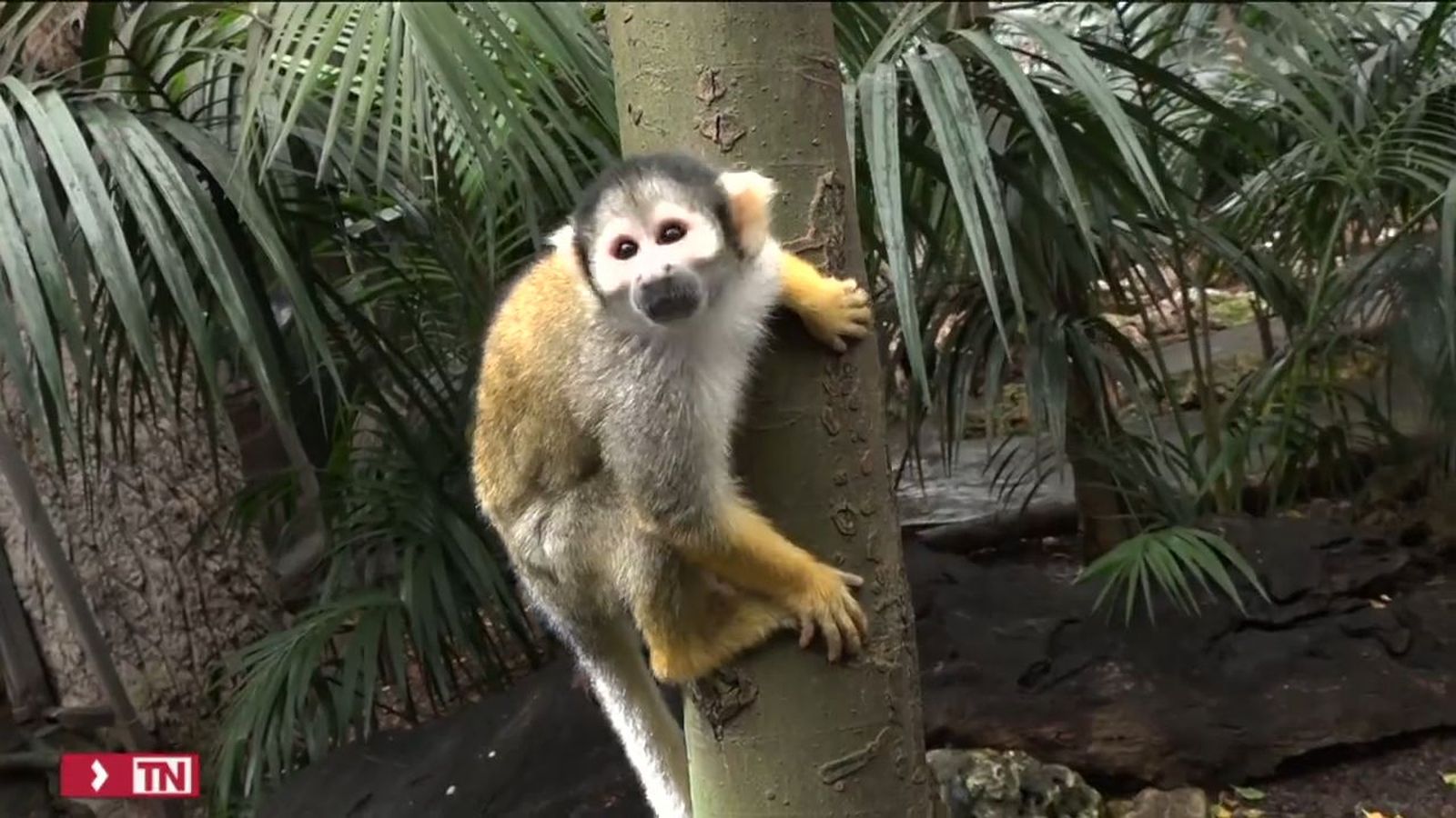 El genoma de los primates