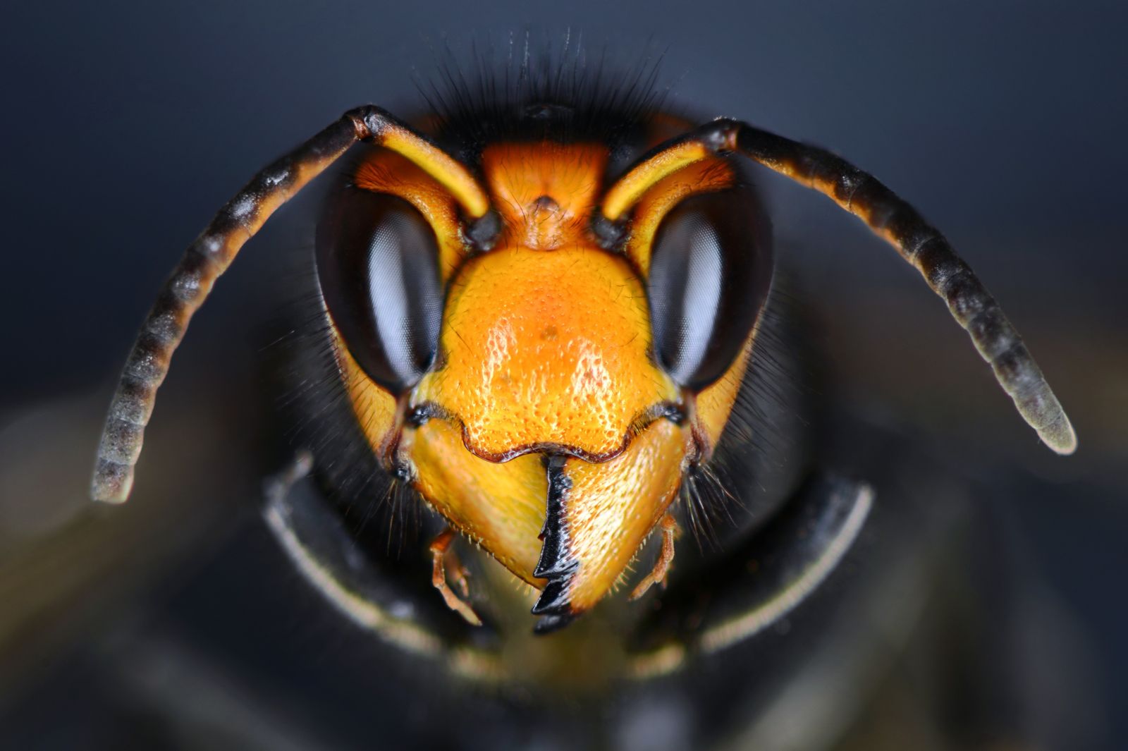 Avispa asiática