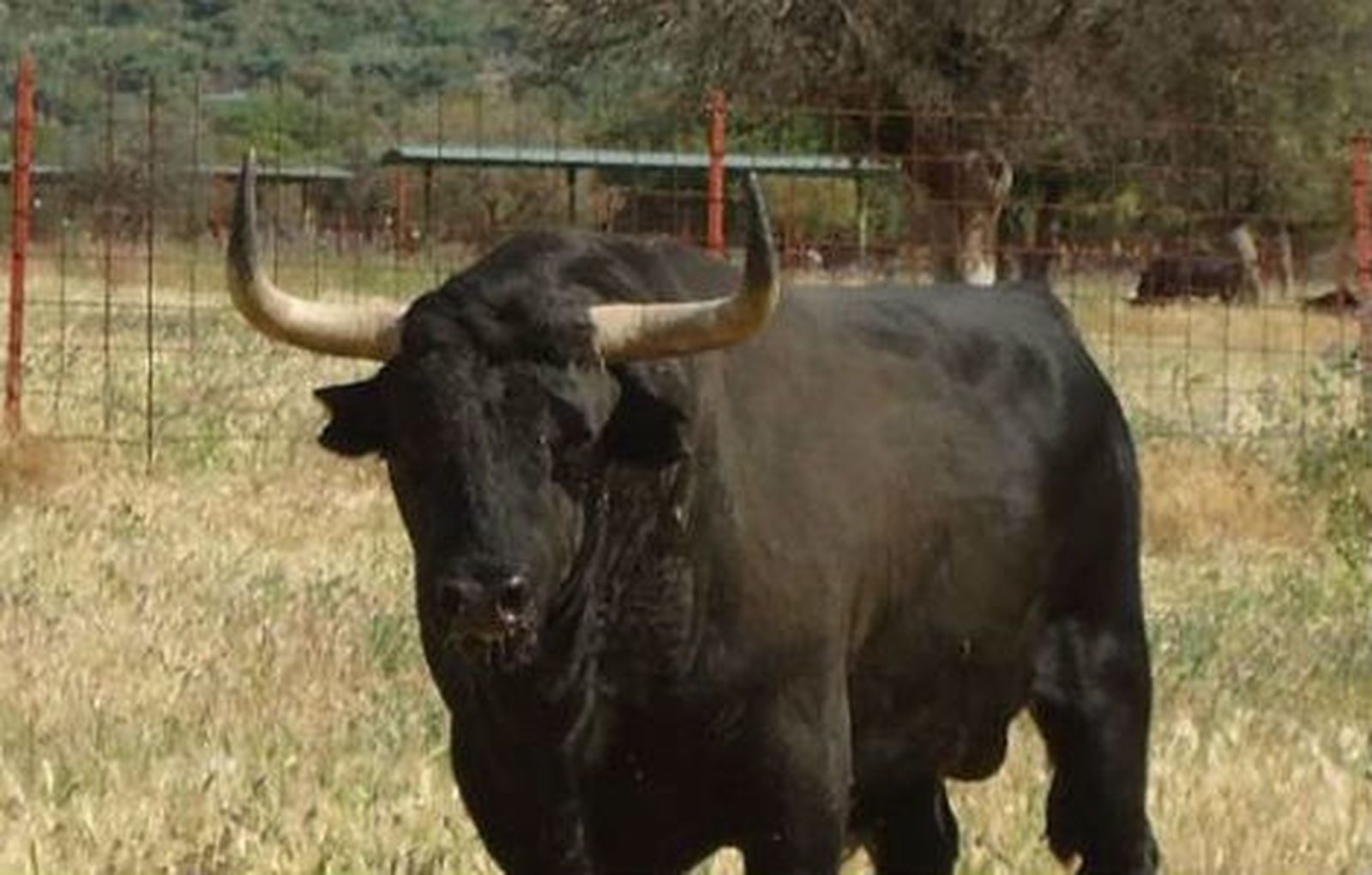 Miles de personas arropan al Toro de la Vega pese a los intentos para impedirlo