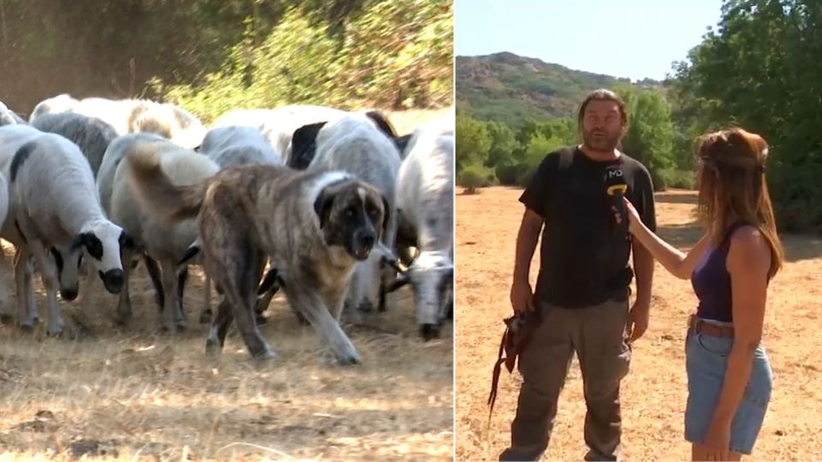 Ganaderos frente a la sequía: “Así debería estar el campo un año malo a primeros de septiembre”