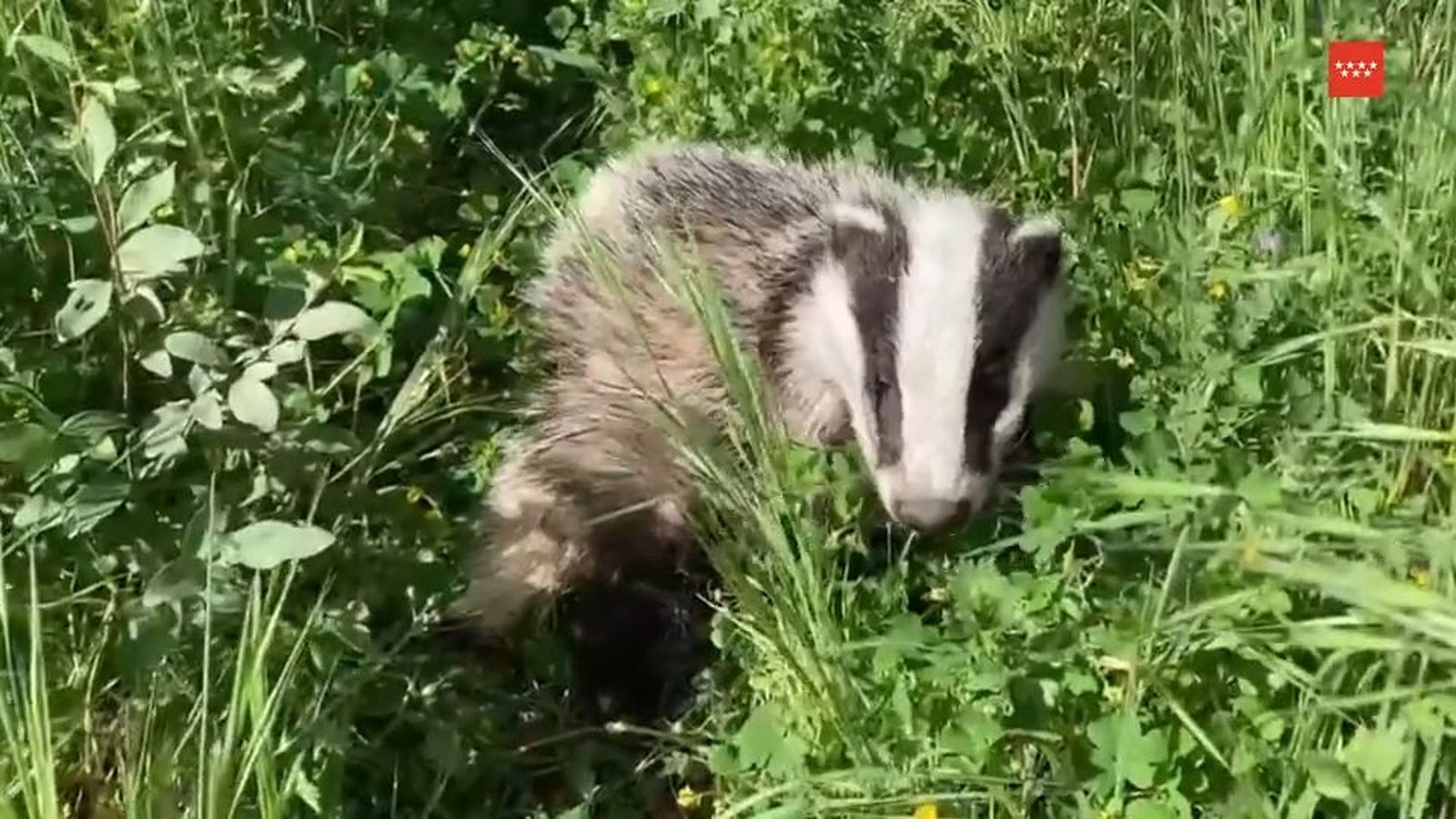 Agentes forestales liberan un tejón