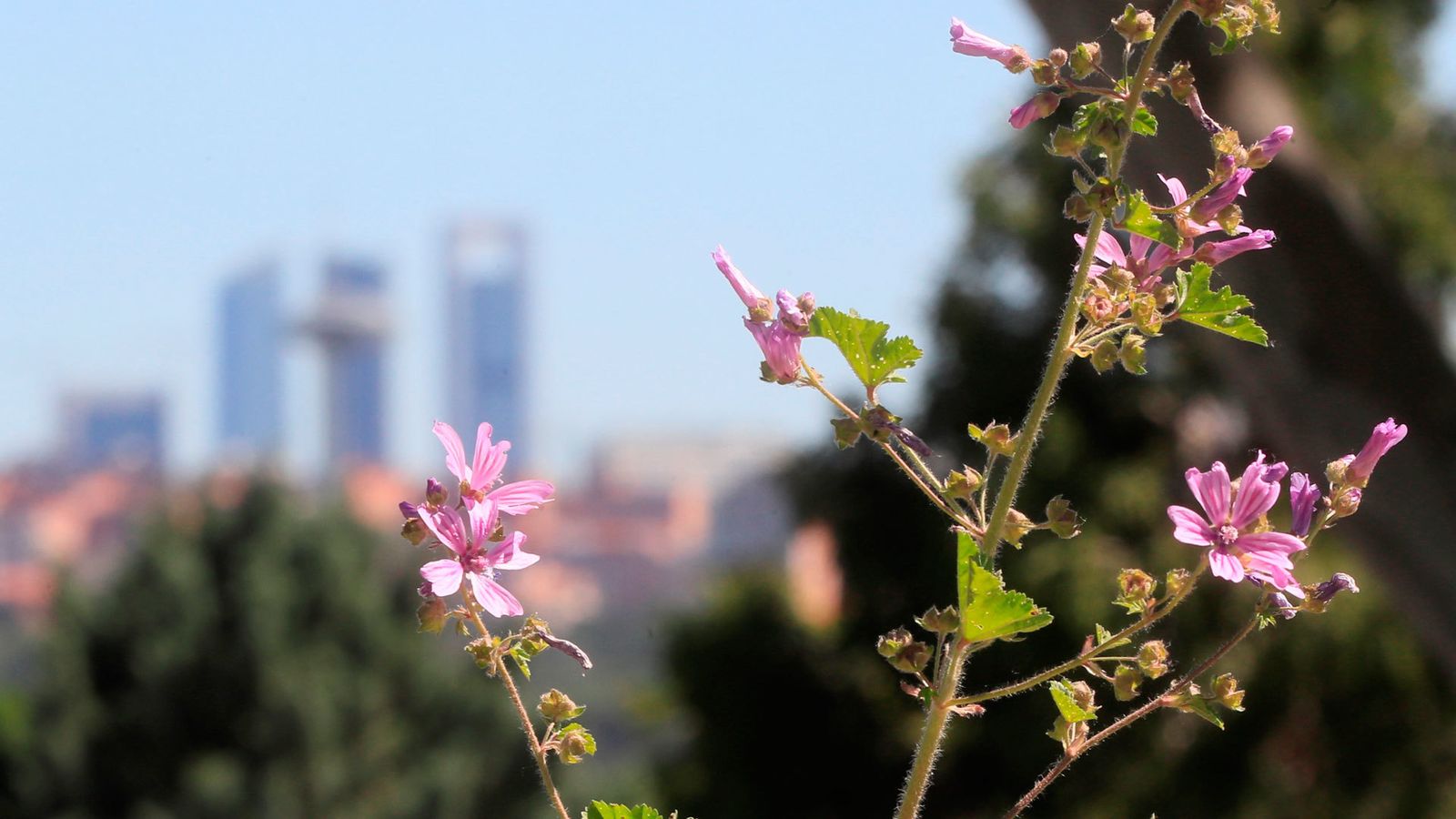 Floración de gramíneas en Madrid