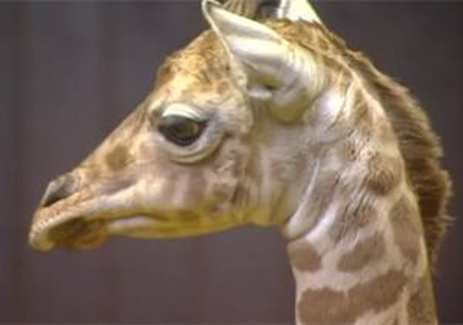Nace una jirafa en el Zoo de Madrid