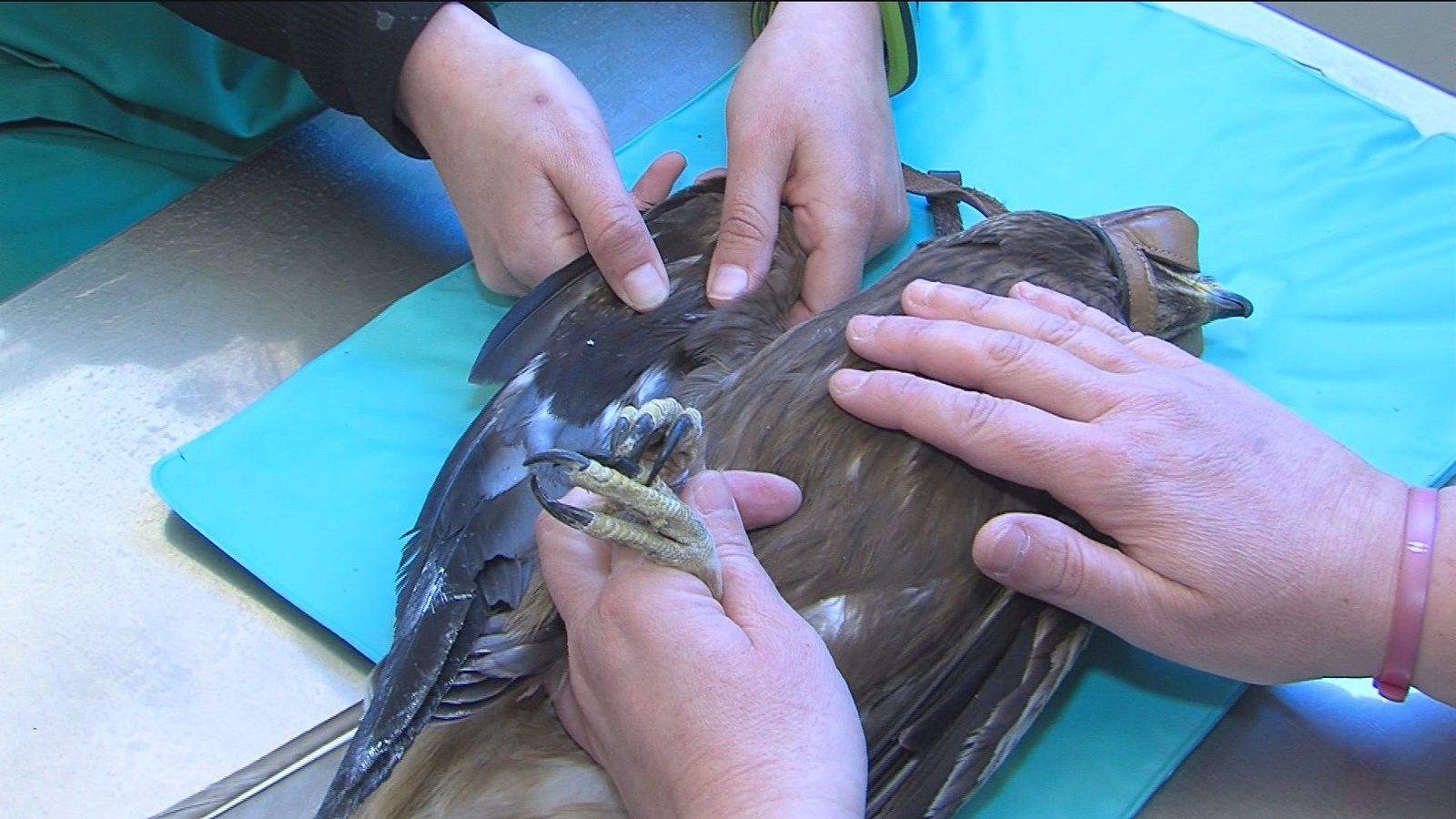 Fisioterapia para aves rapaces en el Grefa
