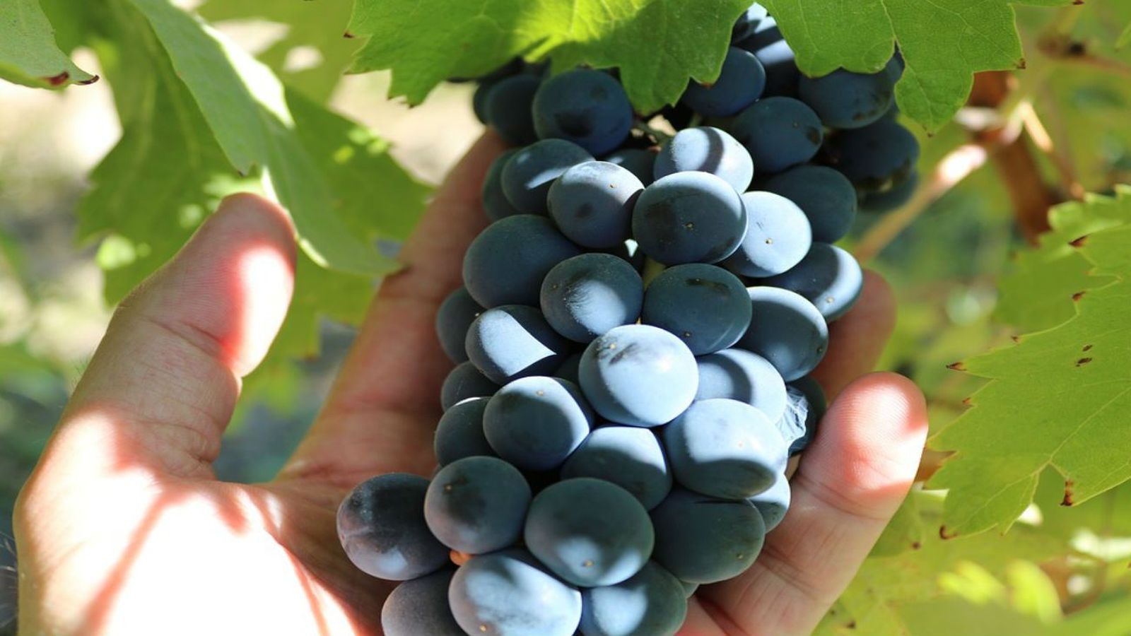 Bodega ecológica en Pozuelo del Rey