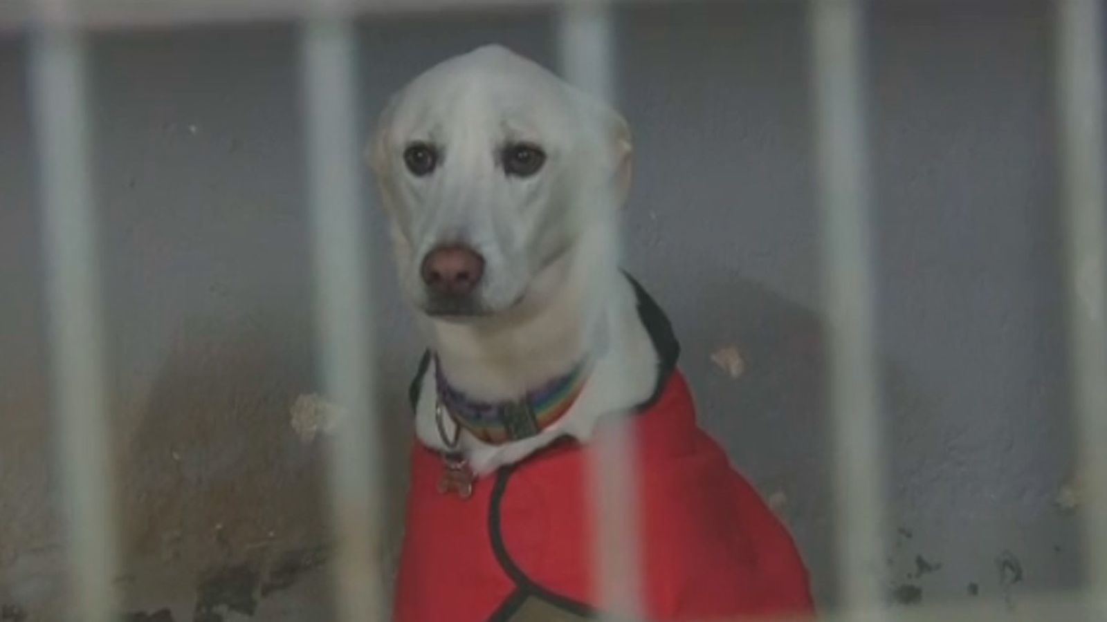 Un perro recogido en una protectora
