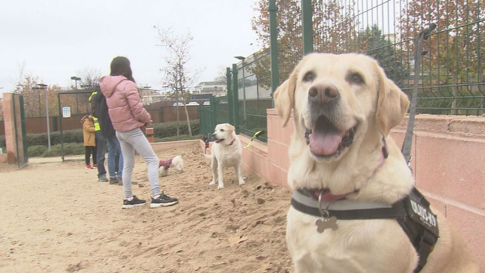 Rivas enseña a los adolescentes a alejarse de las drogas con educación canina